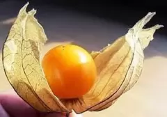 TOP 8 loại trái cây ngon nhất được thế giới bình chọn