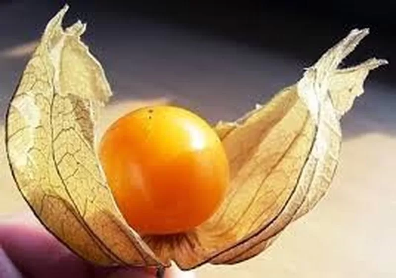 TOP 8 loại trái cây ngon nhất được thế giới bình chọn