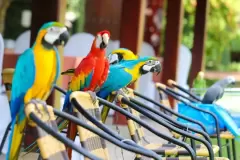 Top 7 giống chim có bộ lông đẹp nhất trên thế giới