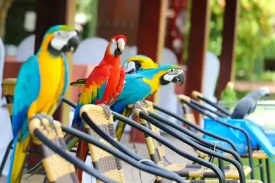 Top 7 giống chim có bộ lông đẹp nhất trên thế giới