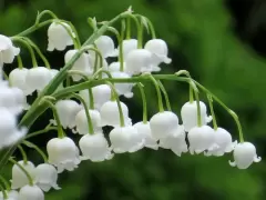 TOP 7 loại hoa Tết có độc bạn cần chú ý
