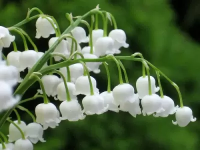 TOP 7 loại hoa Tết có độc bạn cần chú ý
