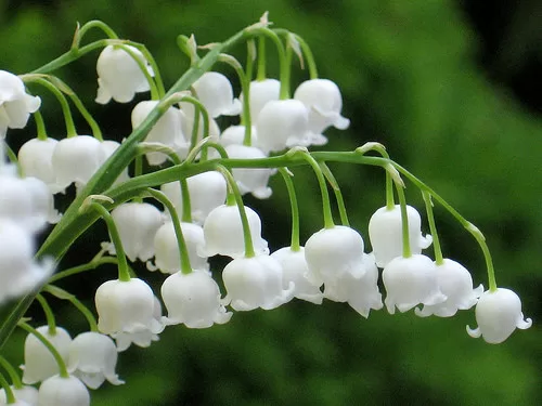 TOP 7 loại hoa Tết có độc bạn cần chú ý