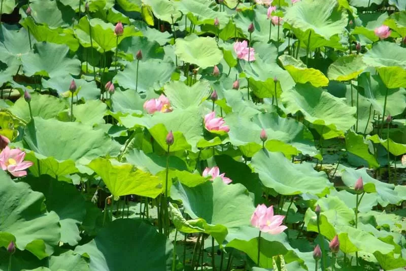 Top 7 điểm du lịch ở Nghệ An nên đến một lần trong đời