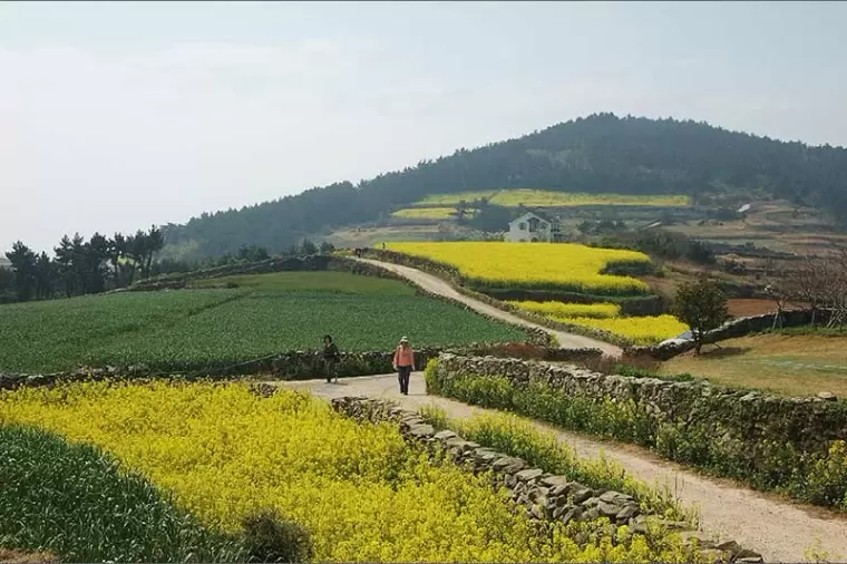 Top 4 điểm du lịch nổi tiếng ở Jeollanam Hàn Quốc nên đến một lần trong đời