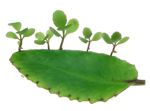 TOP 8 cách dân gian chữa bệnh trĩ cực hiệu quả từ tự nhiên