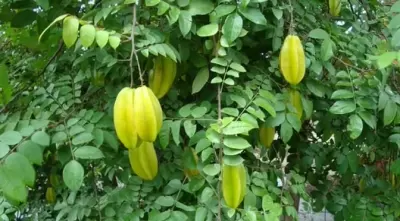 TOP 7 bài thuốc dân gian trị hăm tã cho trẻ hiệu quả