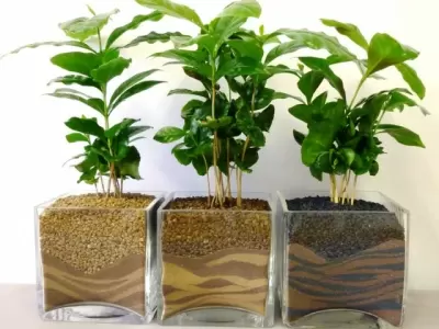 TOP 7 loại cây giúp cho không khí trong lành