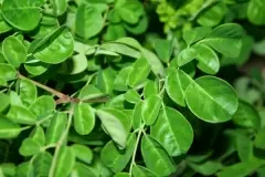 TOP 8 tác dụng tuyệt vời của cây chùm ngây cho sức khỏe