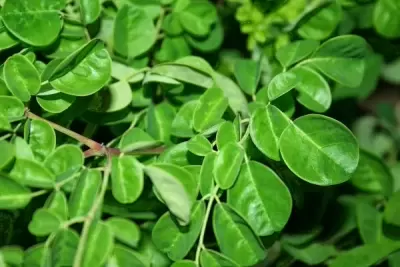 TOP 8 tác dụng tuyệt vời của cây chùm ngây cho sức khỏe