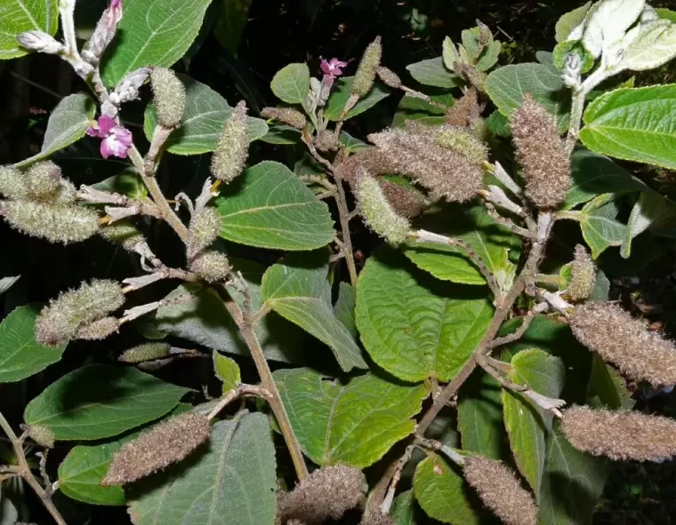 TOP 8 cây thuốc nam chữa bệnh gan hiệu quả nhất