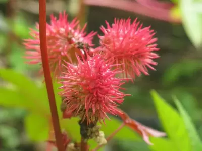 TOP 7 chất độc khủng khiếp nhất trong lịch sử nhân loại