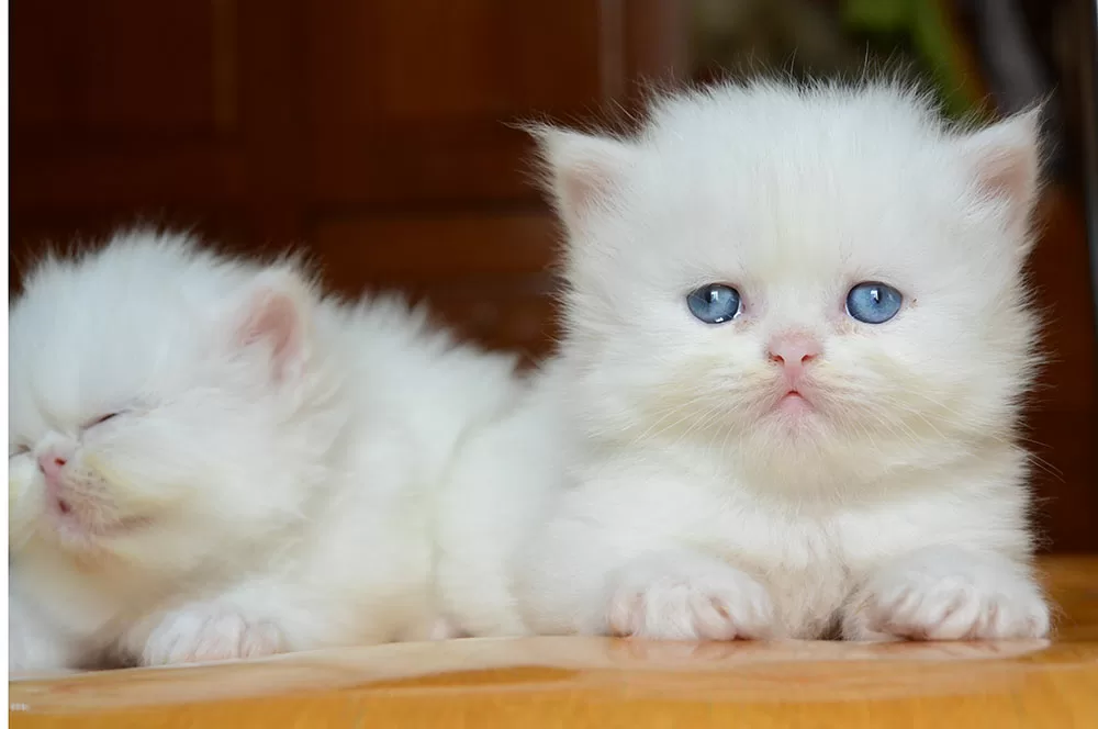 Top 5 giống mèo có lông đẹp nhất trên thế giới