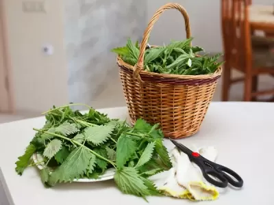 Top 6 loại trà thảo mộc tốt nhất dành cho sức khỏe mà bạn nên uống hằng ngày
