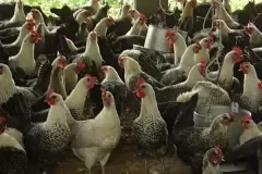 Top 8 loài gà đang được nuôi nhiều nhất hiện nay
