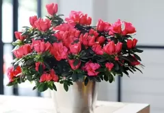 Top 8 loài hoa vừa tốt cho sức khỏe vừa làm đẹp mà bạn nên đặt trong nhà