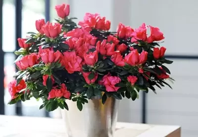 Top 8 loài hoa vừa tốt cho sức khỏe vừa làm đẹp mà bạn nên đặt trong nhà