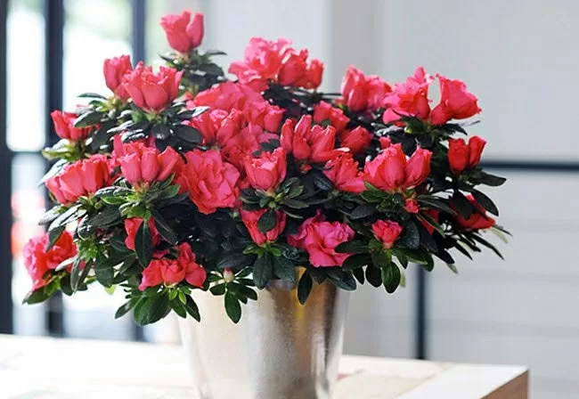 Top 8 loài hoa vừa tốt cho sức khỏe vừa làm đẹp mà bạn nên đặt trong nhà