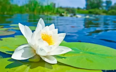 TOP 7 loài hoa đẹp nhất say lòng người