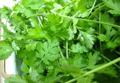 TOP 10 loại rau thơm nên sử dụng trong bữa ăn hằng ngày