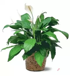 TOP 6 loại cây cảnh rất tốt cho sức khỏe nên trồng