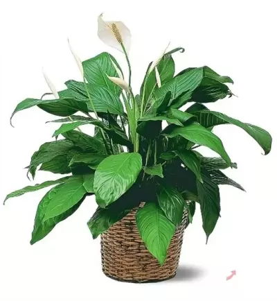 TOP 6 loại cây cảnh rất tốt cho sức khỏe nên trồng