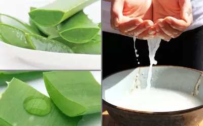 TOP 6 cách làm đẹp hiệu quả nhất bằng nha đam