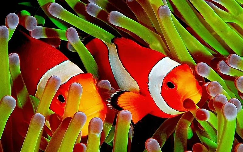 Top 7 loại cá cảnh biển đang được yêu thích nhất hiện nay
