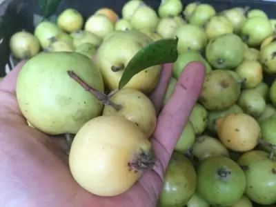 TOP 8 thực phẩm làm tăng nguy cơ sảy thai mẹ bầu nên tránh