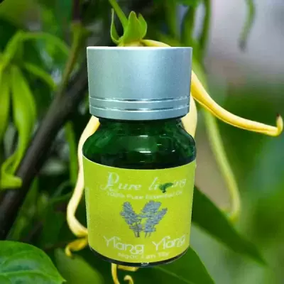 TOP 8 loại tinh dầu từ tự nhiên đa công dụng