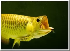 Top 7 loại cá cảnh đang được yêu thích nhất hiện nay