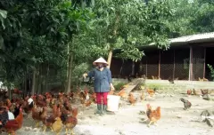 Top 8 loài gà (đặc hữu) chỉ sinh sống ở Việt Nam