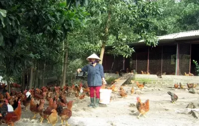 Top 8 loài gà (đặc hữu) chỉ sinh sống ở Việt Nam