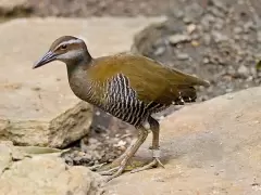 Top 7 loài động vật bị tuyệt chủng trong tự nhiên