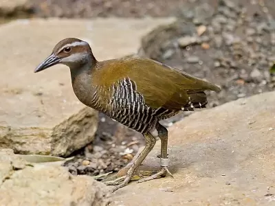Top 7 loài động vật bị tuyệt chủng trong tự nhiên