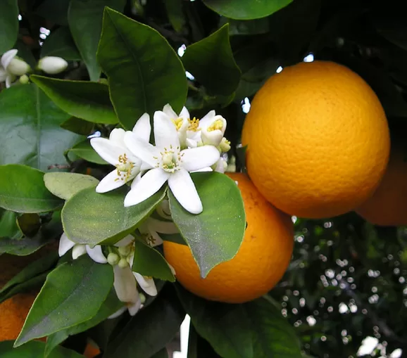 Top 10 loại thực phẩm có chứa nhiều Vitamin C nhất hiện nay