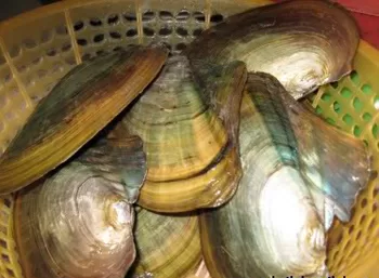 Top 5 loài trai đang có nguy cơ tuyệt chủng trong sách đỏ Việt Nam