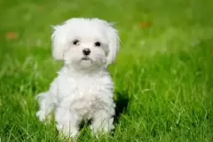 Top 7 giống chó đáng yêu nhất trên thế giới