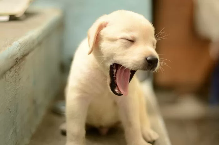 Top 5 loài chó được nuôi phổ biến nhất trên thế giới
