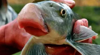 Top 5 loài cá quý hiếm , đặc sắc nhất của nước ta được dâng cho vua