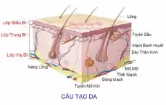 Top 5 cơ quan lớn nhất trong cơ thể con người