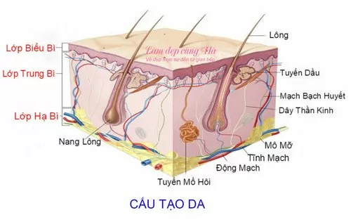 Top 5 cơ quan lớn nhất trong cơ thể con người