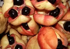 Top 7 loại trái cây kỳ lạ dùng không đúng có thể giết chết bạn