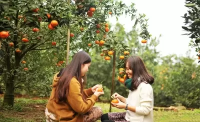 Top 6 địa điểm mà bạn nên ghé thăm khi đặt chân đến Bến Tre
