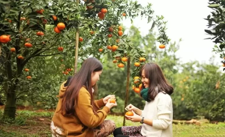 Top 6 địa điểm mà bạn nên ghé thăm khi đặt chân đến Bến Tre