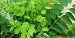 Top 7 nguyên liệu truyền thống nổi bật trong ẩm thực Ấn Độ