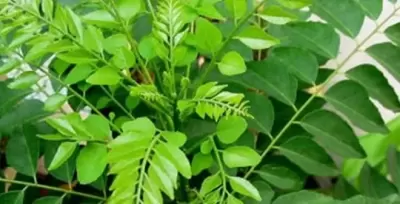 Top 7 nguyên liệu truyền thống nổi bật trong ẩm thực Ấn Độ