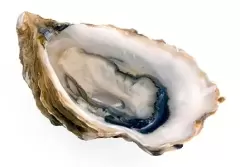 Top 7 loại thực phẩm vô cùng tốt dành cho não