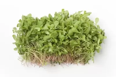 Top 7 loại thực phẩm sẽ phổ biến trong tương lai của con người