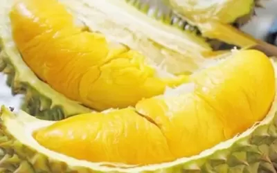 Top 6 thương hiệu nổi tiếng nhất ở Vinh Long mà bạn nên tiềm hiểu khi đi du lịch